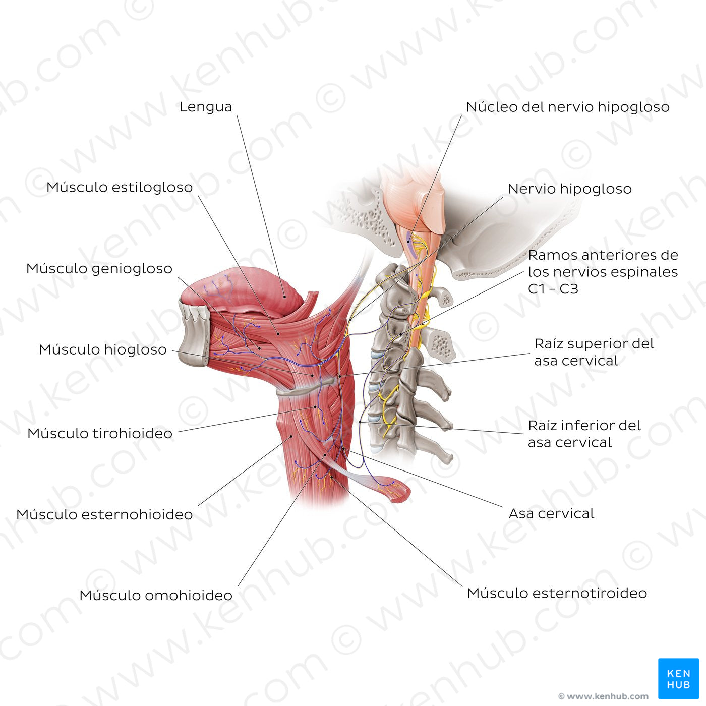 Hypoglossal nerve (Spanish)
