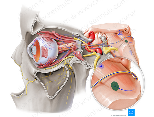 Nucleus of trochlear nerve (#7235)