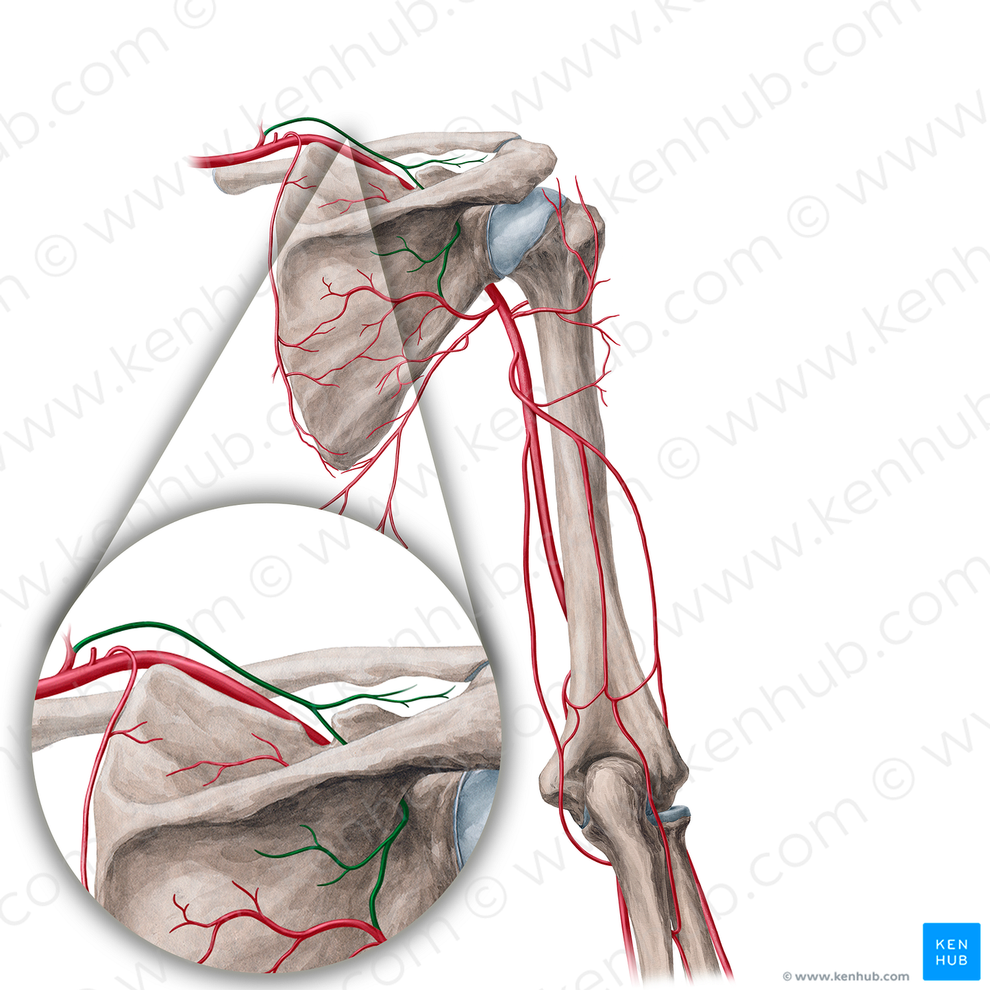 Suprascapular artery (#21833)