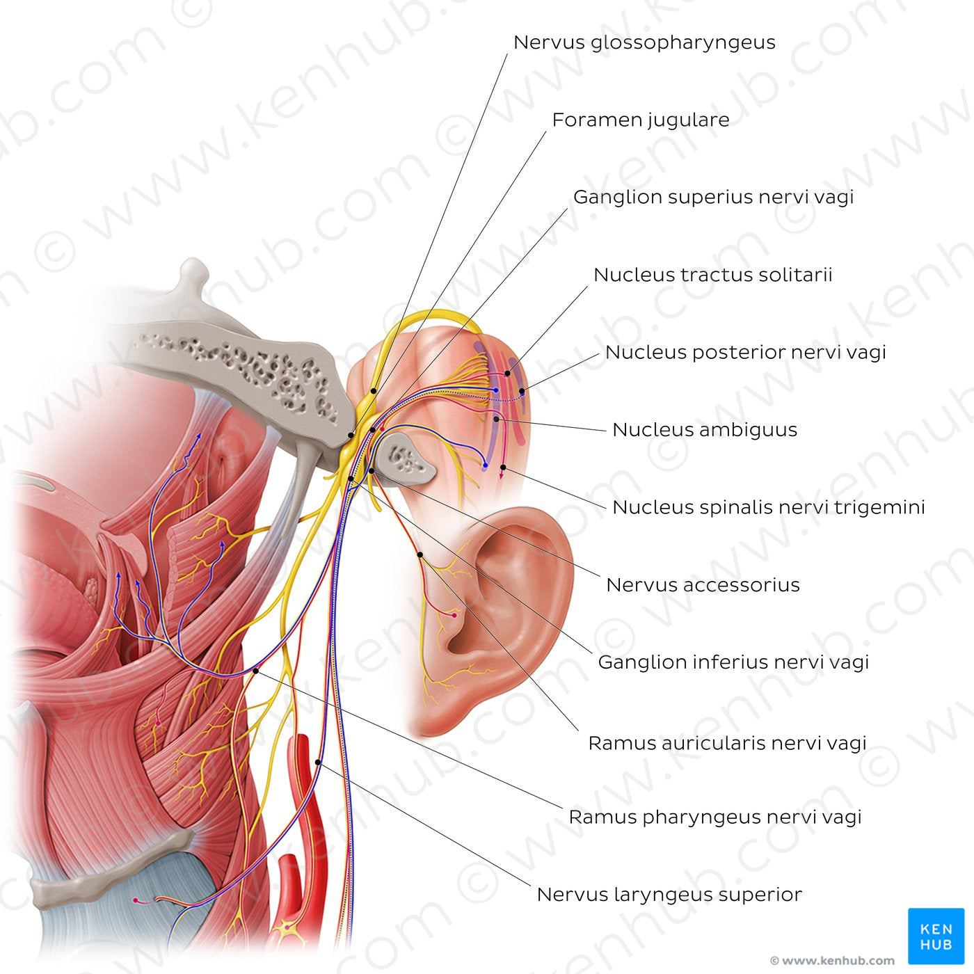 Vagus nerve: intracranial and upper cervical parts (Latin)