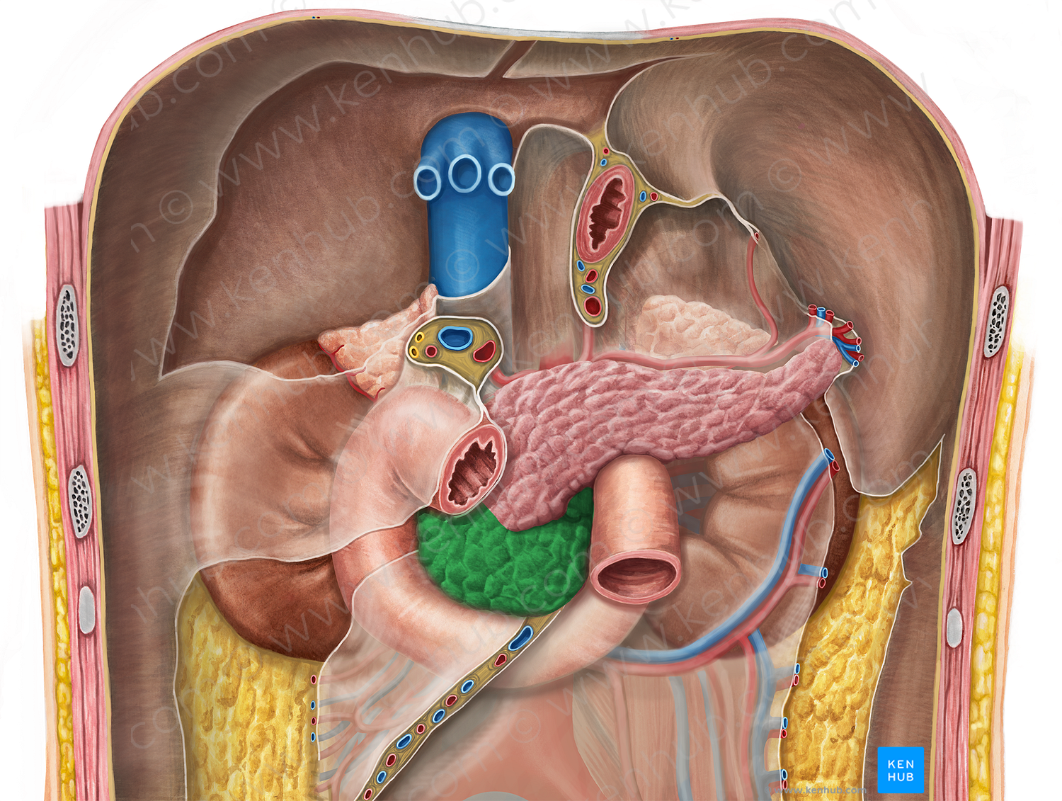 Head of pancreas (#2435)