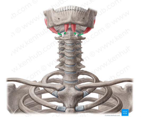 Intermediate tendon of digastric muscle (#18204)