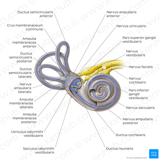 Membranous labyrinth (Latin)