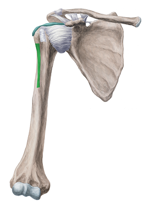 Crest of greater tubercle of humerus (#3140)