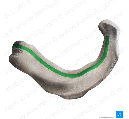 Superior attachment of innermost intercostal muscle of 1st rib (#21710)