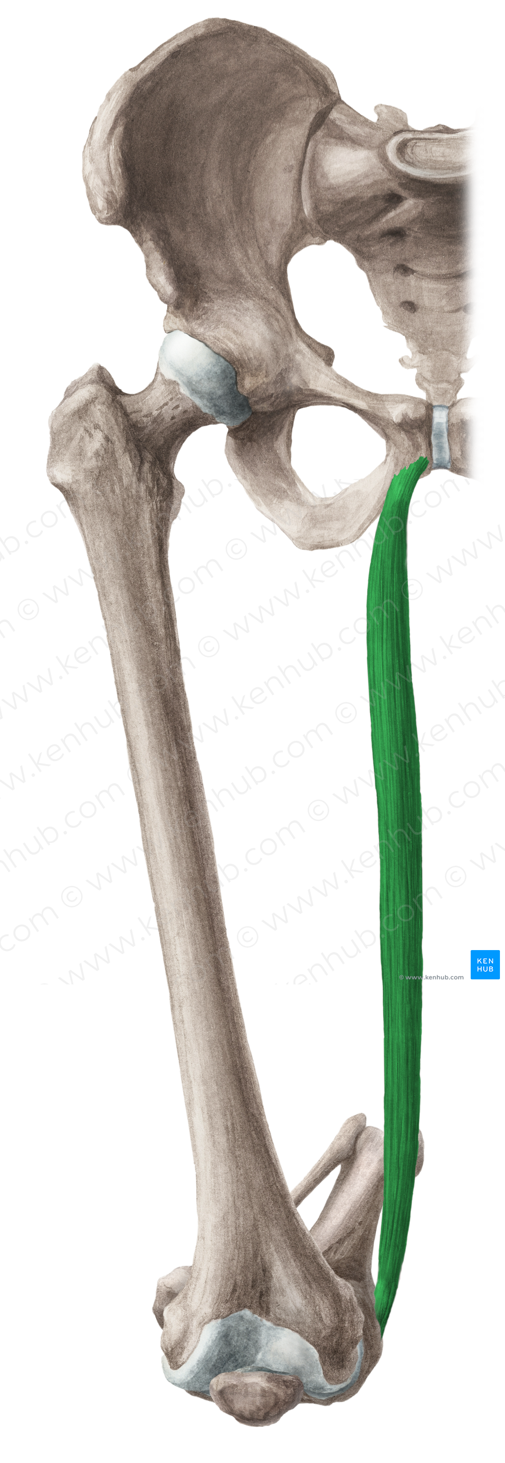 Gracilis muscle (#5435)