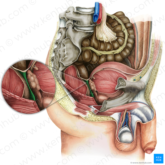 Rectovesical septum (#16172)