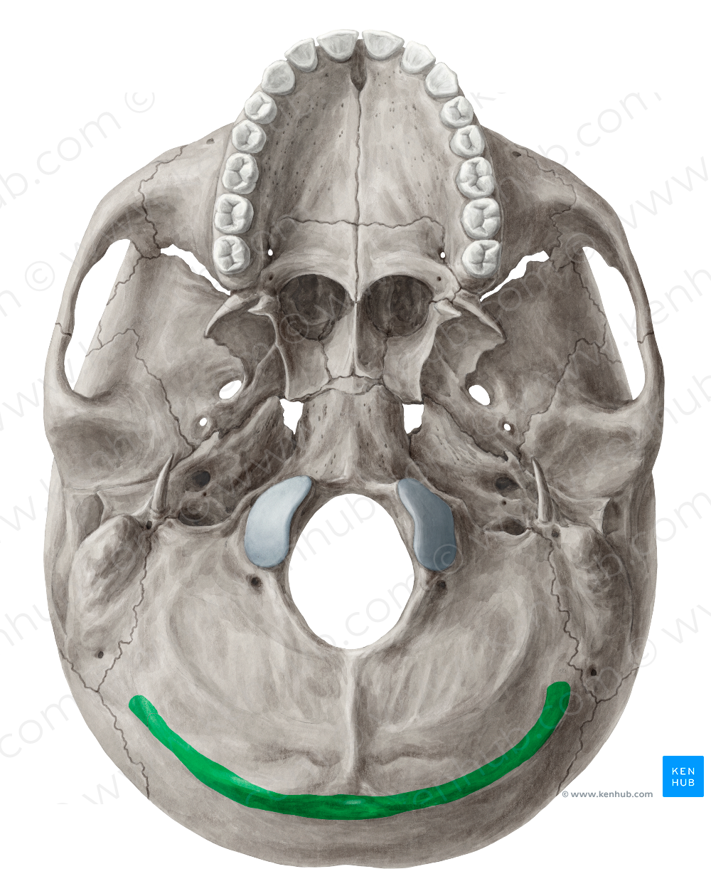 Superior nuchal line of occipital bone (#4714)