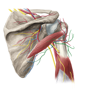 Axillary nerve (#6342)