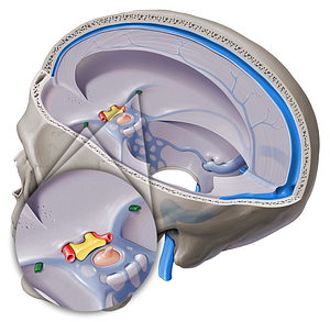 Superficial middle cerebral vein (#10401)