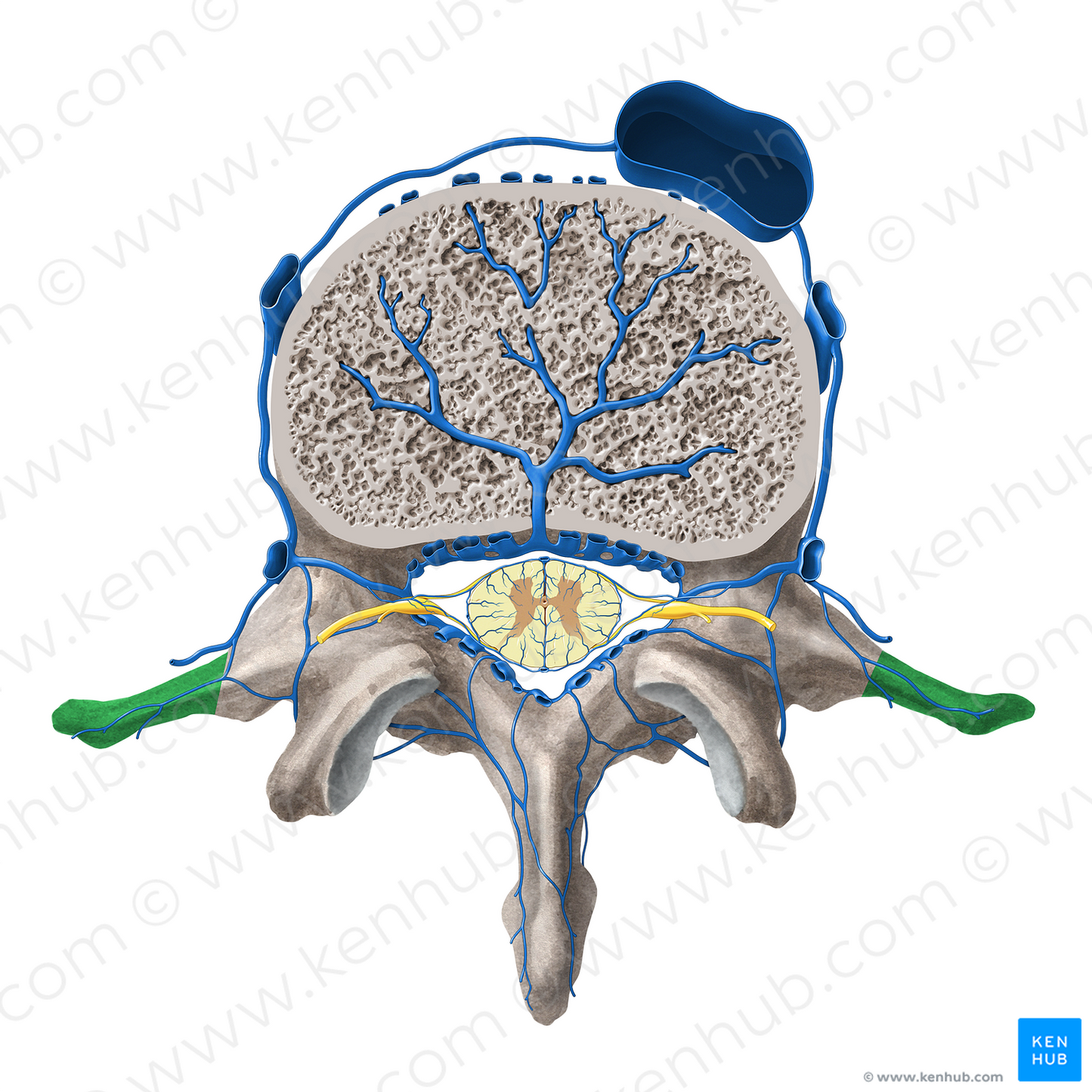 Transverse process of vertebra (#8345)