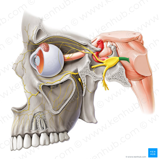 Sensory root of trigeminal nerve (#20625)