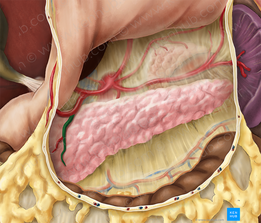 Anterior superior pancreaticoduodenal artery (#1603)