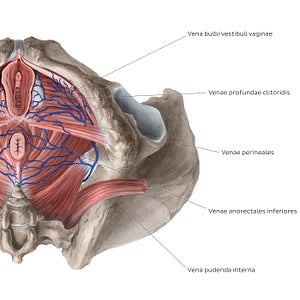 Veins of the female perineum (Latin)