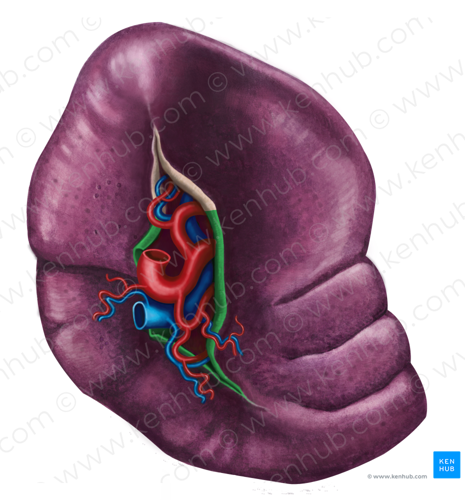 Splenorenal ligament (#4619)