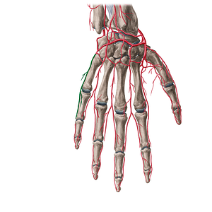 Dorsal digital artery of little finger (#20597)