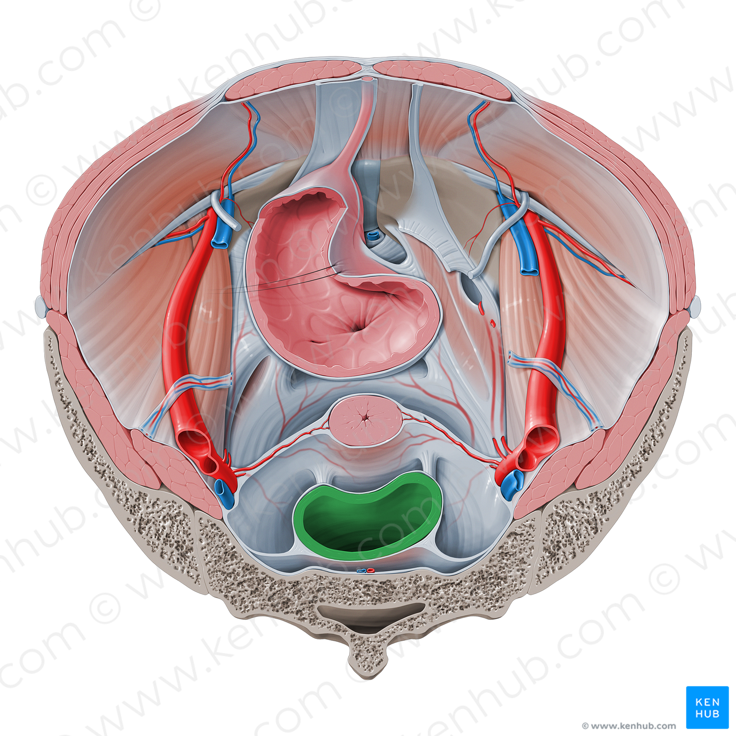 Rectum (#8875)