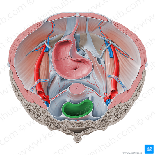 Rectum (#8875)