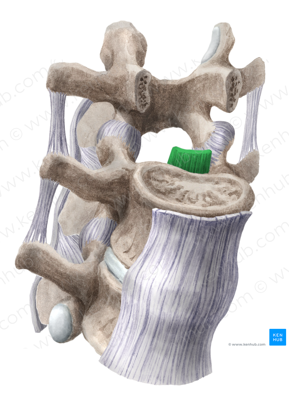 Posterior longitudinal ligament (#4574)