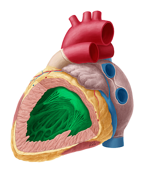 Left ventricle of heart (#10708)