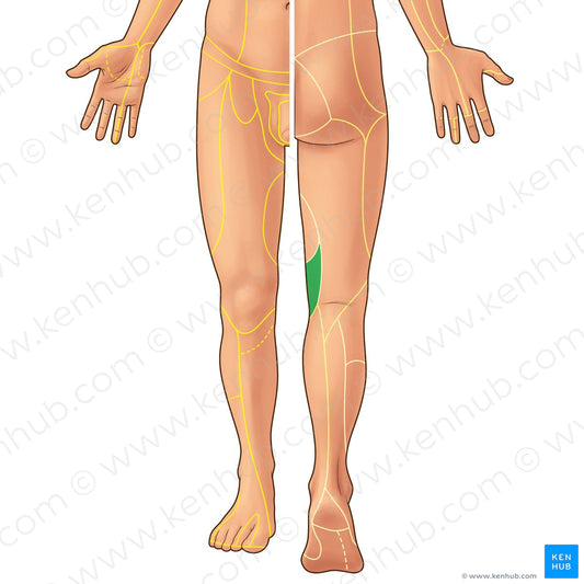 Cutaneous branch of obturator nerve (#21941)