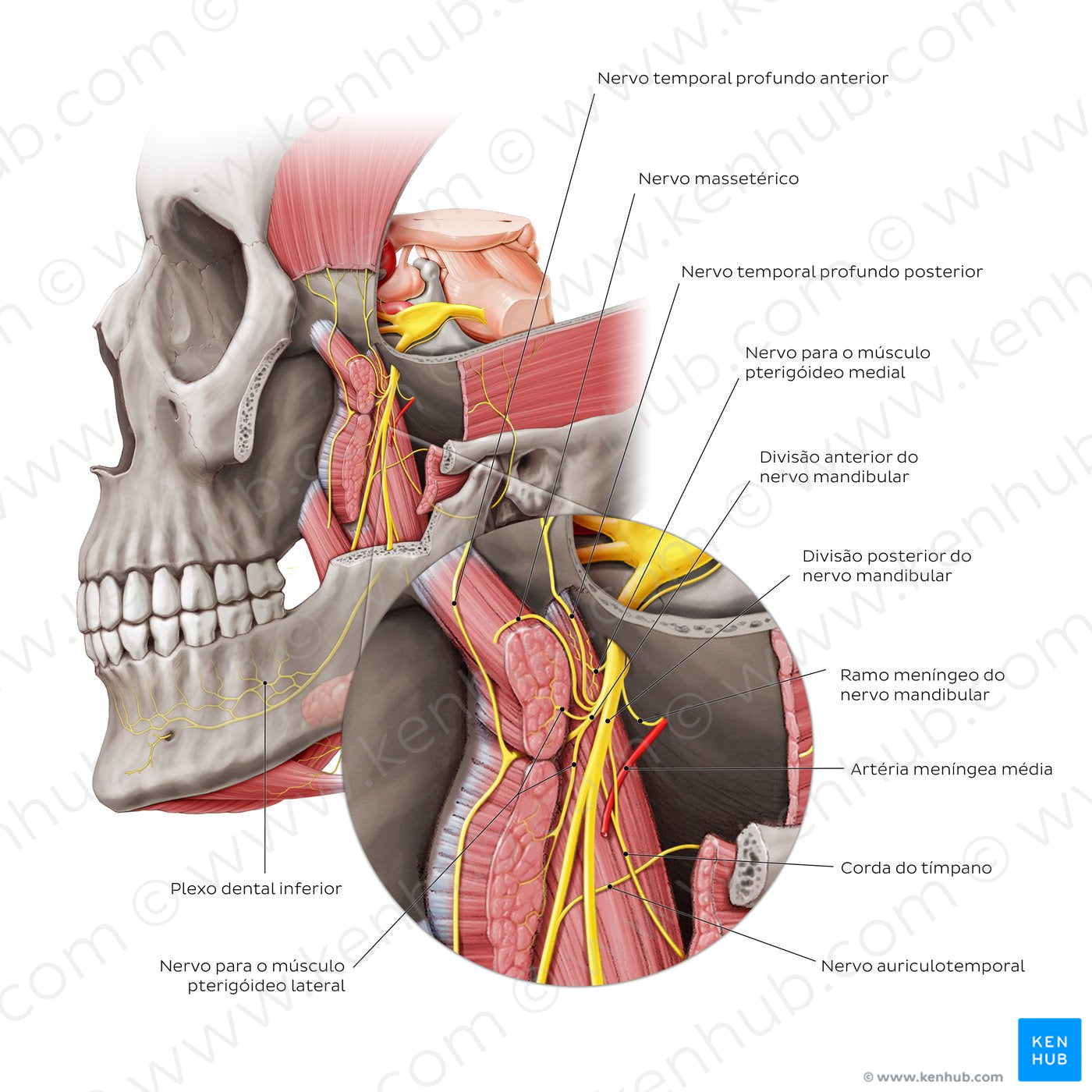 Mandibular nerve (zoomed in) (Portuguese)