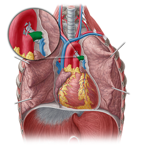 Left pulmonary artery (#1694)