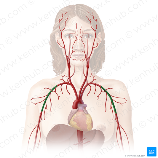 Axillary artery (#894)