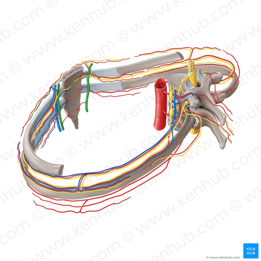 Internal thoracic artery (#19737)