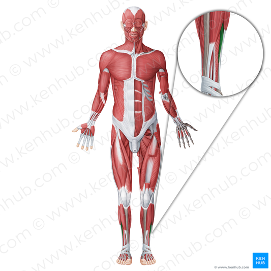 Fibularis brevis muscle (#18671)