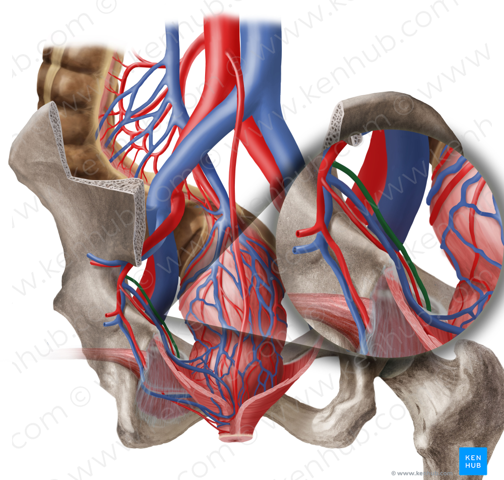 Obturator vein (#10435)