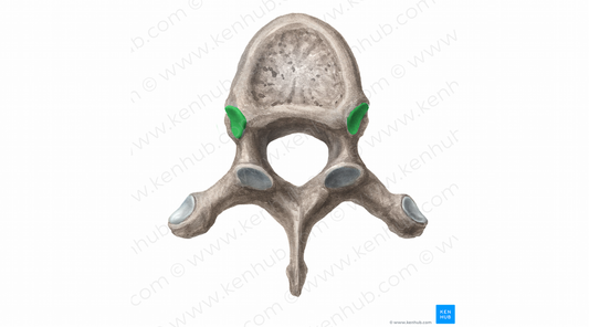 Superior costal facet of vertebra (#11388)