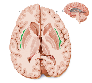 Claustrum (#2632)