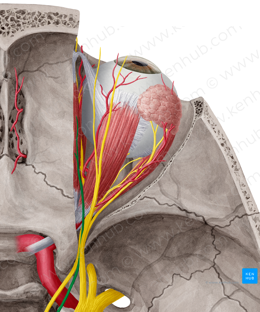 Trochlear nerve (#6845)