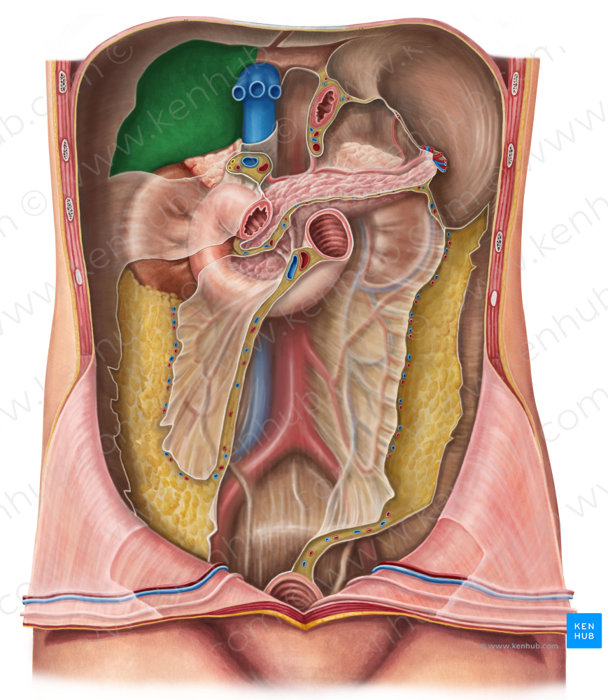 Diaphragmatic surface of liver (#3492)