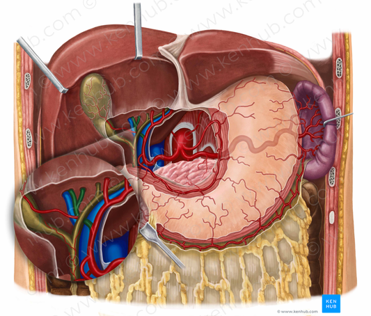 Right hepatic artery (#8665)