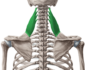 Levator scapulae muscle (#5557)