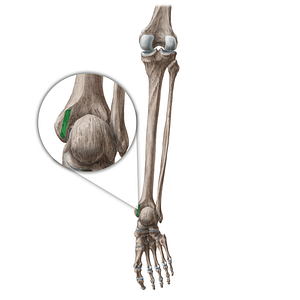 Malleolar groove of tibia (#20446)