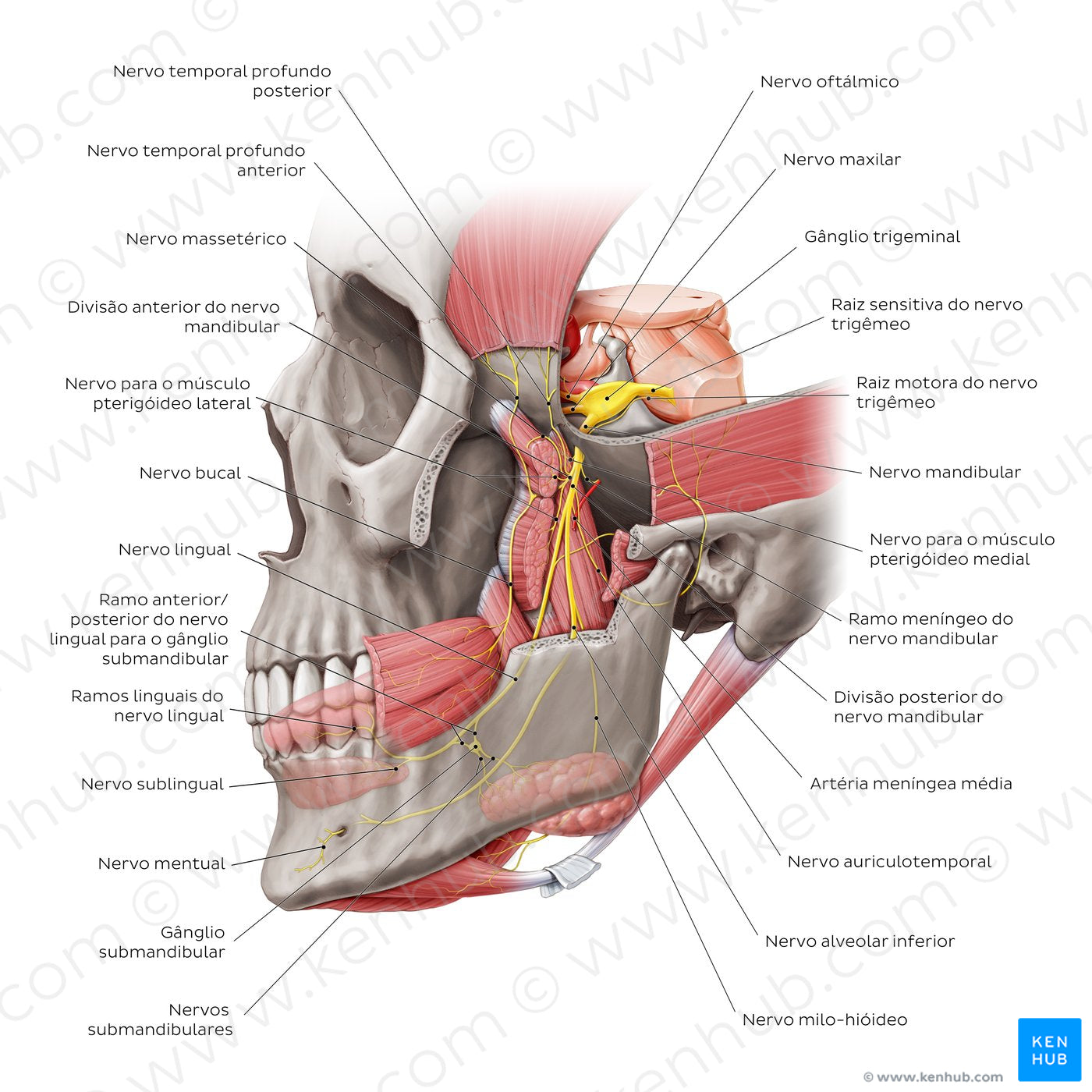 Mandibular nerve (Portuguese)