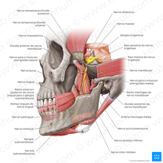 Mandibular nerve (Portuguese)