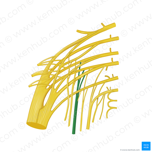 Posterior femoral cutaneous nerve (#12765)