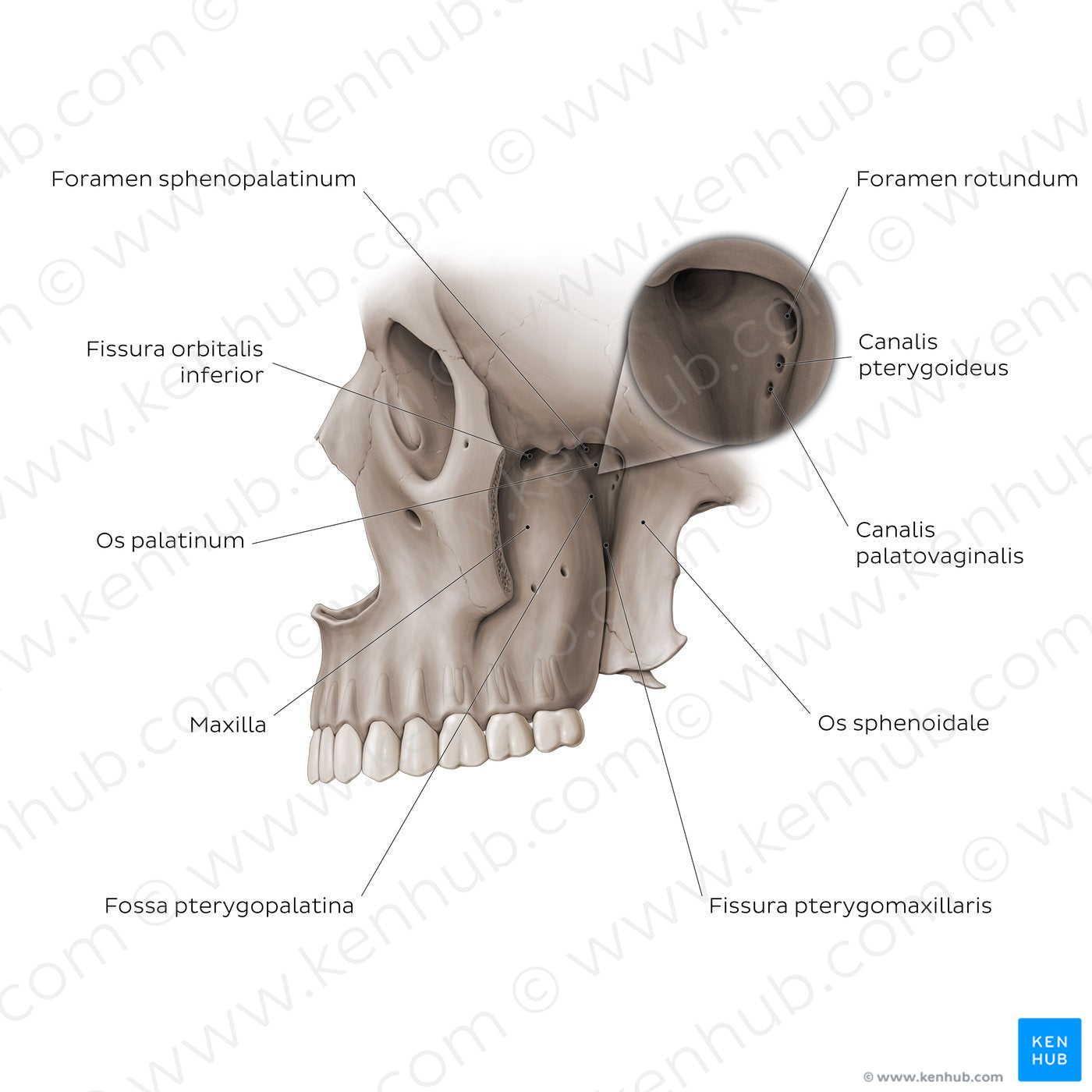 Structure of pterygopalatine fossa (Latin)