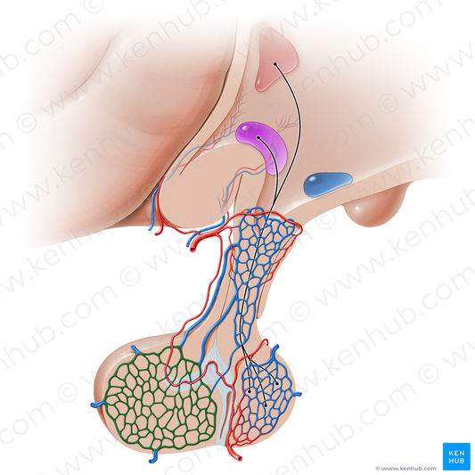 Secondary capillary network of hypophyseal portal system (#16238)