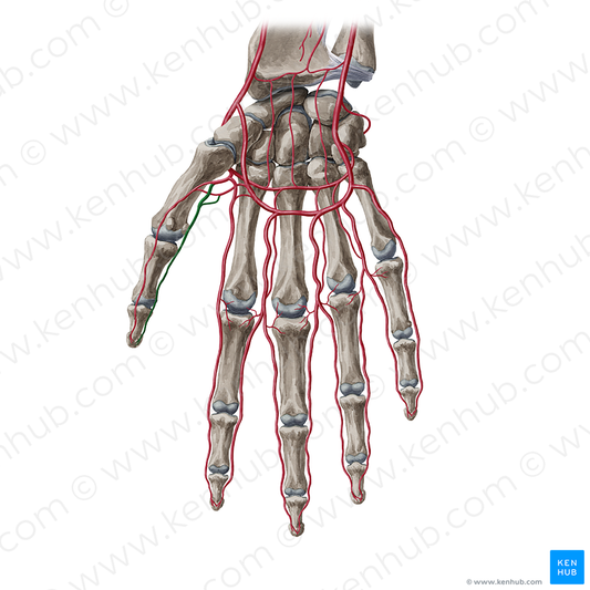 Palmar ulnar digital artery of thumb (#20371)