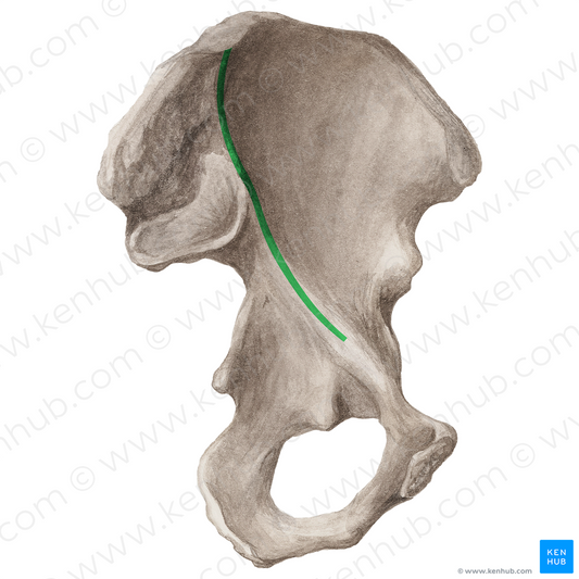 Medial border of ilium (#21187)