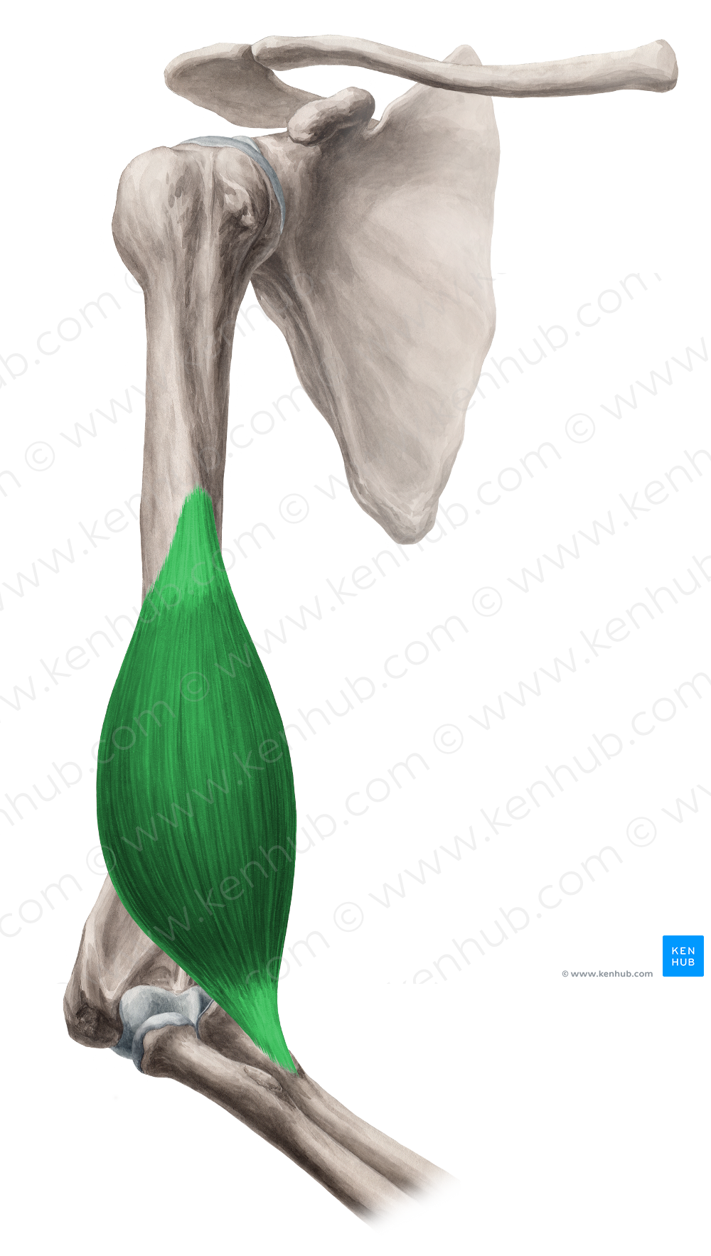 Brachialis muscle (#5227)