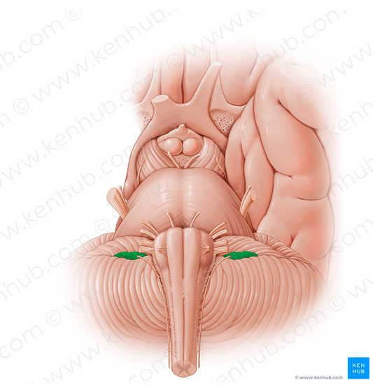 Choroid plexus of fourth ventricle (#12875)