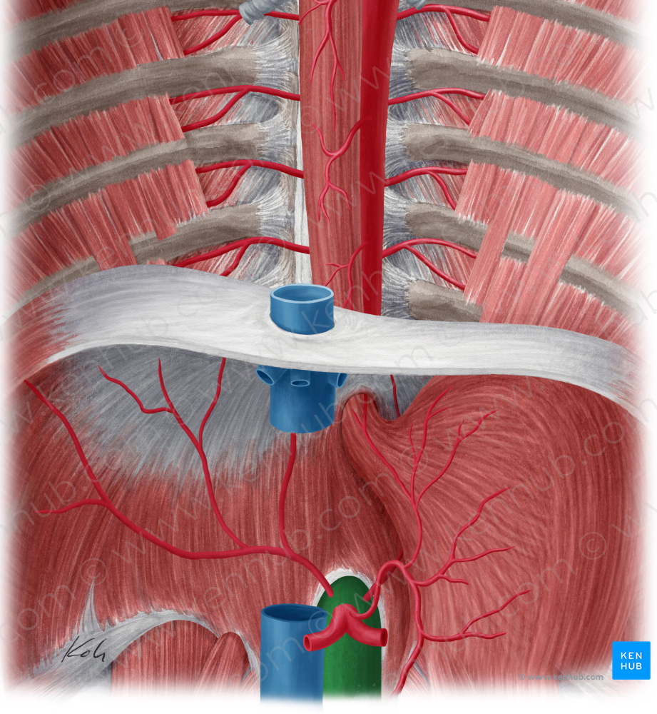 Abdominal aorta (#694)