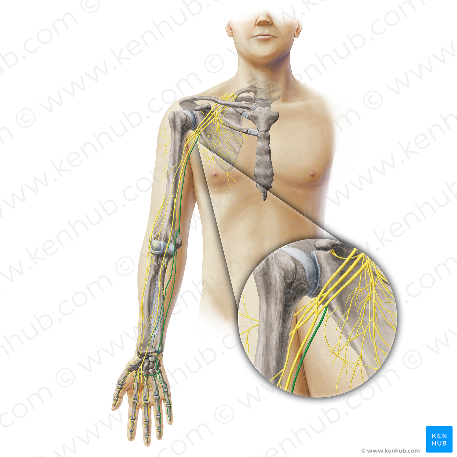 Ulnar nerve (#19373)