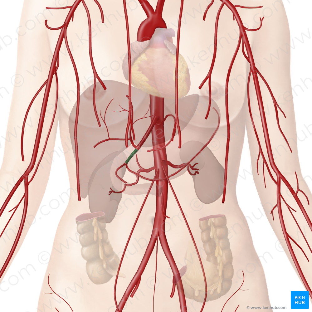 Gastroduodenal artery (#1296)